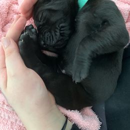 Great Dane Puppies from B3 Kennels