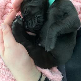Great Dane Puppies from B3 Kennels