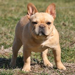Fizzy - French Bulldog