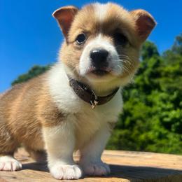 Brown Collar - Red male Pembroke Welsh Corgi puppy in Boaz, Alabama from Brumblow’s Kennel