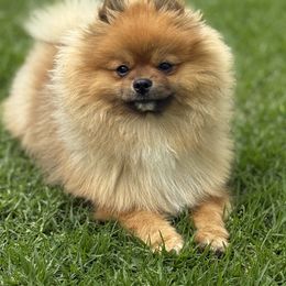 Pomeranian Puppies from Glitzypoms