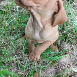Girl 5 - Golden rust female Vizsla puppy in Linden, Michigan from Russell Tincher