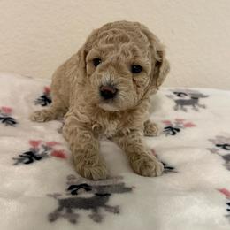 Dream - Cream female Poodle puppy in Azle, Texas from Texas Kissed K9s