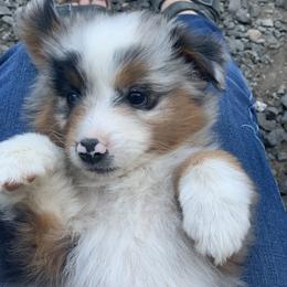 Miniature American Shepherd Puppies from AKC Emerald Minis