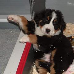 Bernese Mountain Dog Puppies from Bellamato