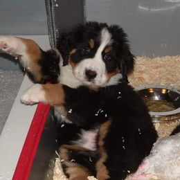 Bernese Mountain Dog Puppies from Bellamato