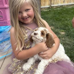 Bernedoodle, Cavapoo, and Poodle Puppies from Liberty Farms Puppies