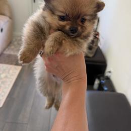 Rico - Chocolate merle male Pomeranian puppy in Bakersfield, California from Alicia Amparano
