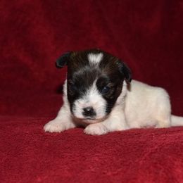Nutmeg Boy 1 - White and tan male Russell Terrier puppy in Middletown, Virginia from DBF Russell Terriers