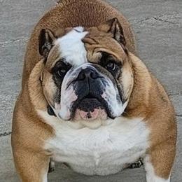 Daisey - Bulldog