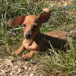 Macy - Red female Dachshund puppy in London, Kentucky from Kentucky Bluegrass Wirehair Dachshunds