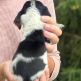 Female 3 - Black brown and white female Basset Hound puppy in Lindley, New York from Hill Top Basset Hounds & Cane Corso