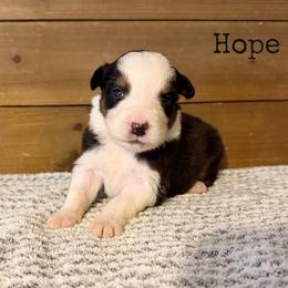 Hope - Black tri-color female Australian Shepherd puppy in Kearney, Nebraska from Helix Aussies