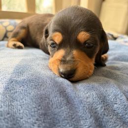 Dulce - Black and cream female Dachshund puppy in Temple, Texas from Brit’s Doxie Crossing