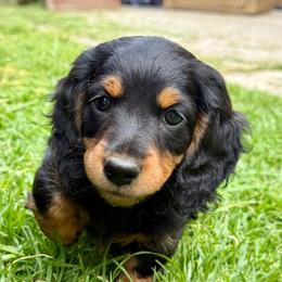 Toffee - Black and tan female Dachshund puppy in Cypress, California from Dickeys Doxies