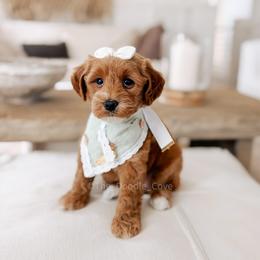 Sunday - Red  female Goldendoodle puppy in Syracuse, Indiana from The Doodle Cove