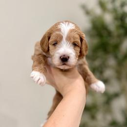 Sprinkle girl - Apricot female Goldendoodle puppy in Rio Linda, California from Plush Doodles