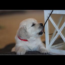 Golden Retriever Puppies from Dandelion Meadows Farm