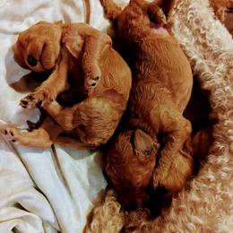 Goldendoodle Puppies from Pat's Poodle Pups & Moore