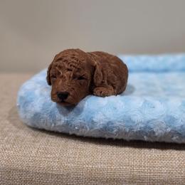 Yoda (AKC) - Red  male Poodle puppy in Rainbow City, Alabama from Spinks Poodles