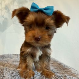 Twix - Chocolate and tan male Yorkshire Terrier puppy in Los Angeles, California from 818 Yorkies