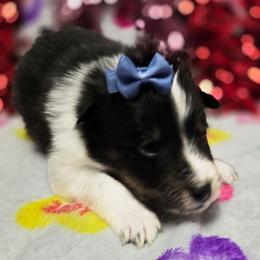Sweetheart - Black white and tan female Shetland Sheepdog puppy in Wapello, Iowa from Willow Rayne shelties and more