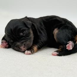 Ruby - Phantom female Bernedoodle puppy in Bellville, Ohio from Bernedoodle Buddies