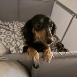 Pres - Dachshund