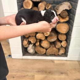 Grace - Black and white female Border Collie puppy in Taylor, Arizona from Vowell Farm Border Collies