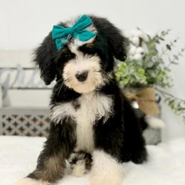 Bubbles - Tri-color female Bernedoodle puppy in Hegins, Pennsylvania from Bubbling Springs Doodles, LLC