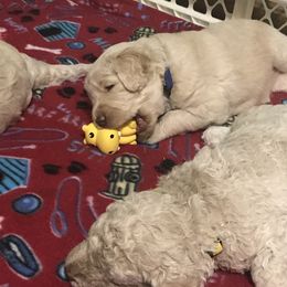 Goldendoodle, Schnoodle, and Sheepadoodle Puppies from Dood Ranch