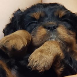 Cavalier King Charles Spaniel Puppies from Heritage Garden Cavaliers