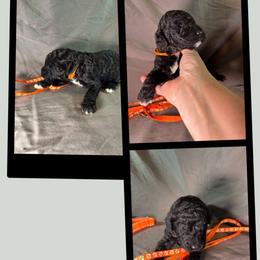 Piglet - Black female Goldendoodle puppy in Water Valley, Mississippi from Olympian Doodles