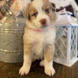 Australian Shepherd and Miniature Australian Shepherd Puppies from Aussie Trail Farms