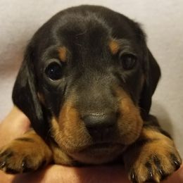 Dachshunds from Racebrook Dachshunds