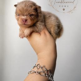 Chocolate merle boy S - Chocolate merle male Pomeranian puppy in Eagle Pass, Texas from Texas Tumbleweed Poms
