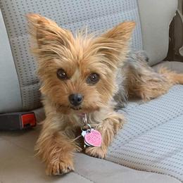 Mango - Yorkshire Terrier