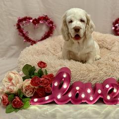 Clumber Spaniel Puppies from Lemontree Clumbers