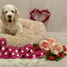 Clumber Spaniel Puppies from Lemontree Clumbers