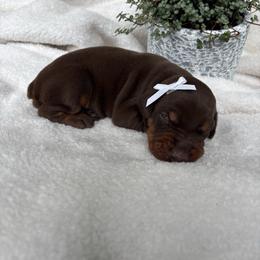 Tiara - Red and rust female Doberman Pinscher puppy in Dundee, Ohio from Gold Star Canines