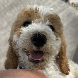 Goldendoodle Puppies from Sunset Goldendoodles 863
