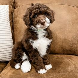 Humphrey - Brown and white male Aussiedoodle puppy in Flagstaff, Arizona from Gunstock Doodles