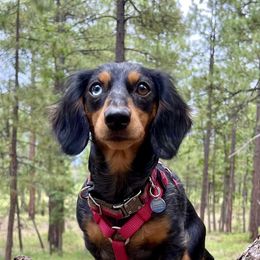 Skittles - Dachshund