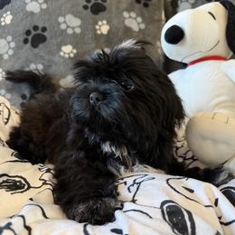 Solid black - Black male Shih Tzu puppy in Strafford, Missouri from Intuition Shih Tzu