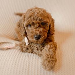 Rosemary - Red  female Goldendoodle puppy in Georgia from Mother of Golden Doodles