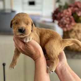 Bashful-Teal - Apricot male Goldendoodle puppy in Bay City, Texas from Charming Doods Goldendoodles