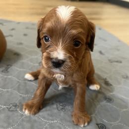 Huck - Red male Cavapoo puppy in Glendale, Arizona from Dashing Dogs