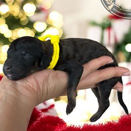 Coming Soon - Brown male Poodle puppy in Spring Hills, Florida from The Olympus Standard Poodle