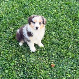 Mozzarella Stick - Blue merle female Australian Shepherd puppy in Ashland, Ohio from SS Australian Shepherds