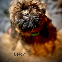 Shih Tzu Puppies from LowCol Ranch